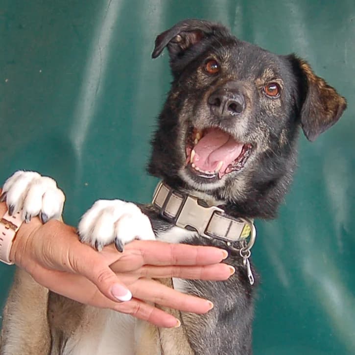 Colorado –, male Mixed Breed for adoption at Tierhilfe Franken e.V., Lauf