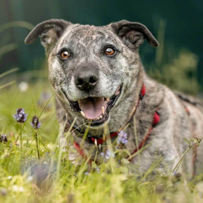 Benjo mit Video, male Mixed Breed for adoption at Tierhilfe Franken e.V., Lauf