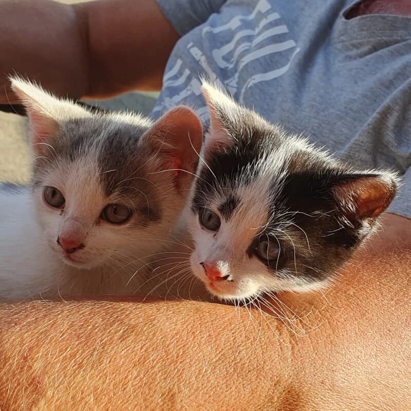 Jerry und Timmy, male Mixed Breed for adoption at Tierhilfe Franken e.V., Lauf