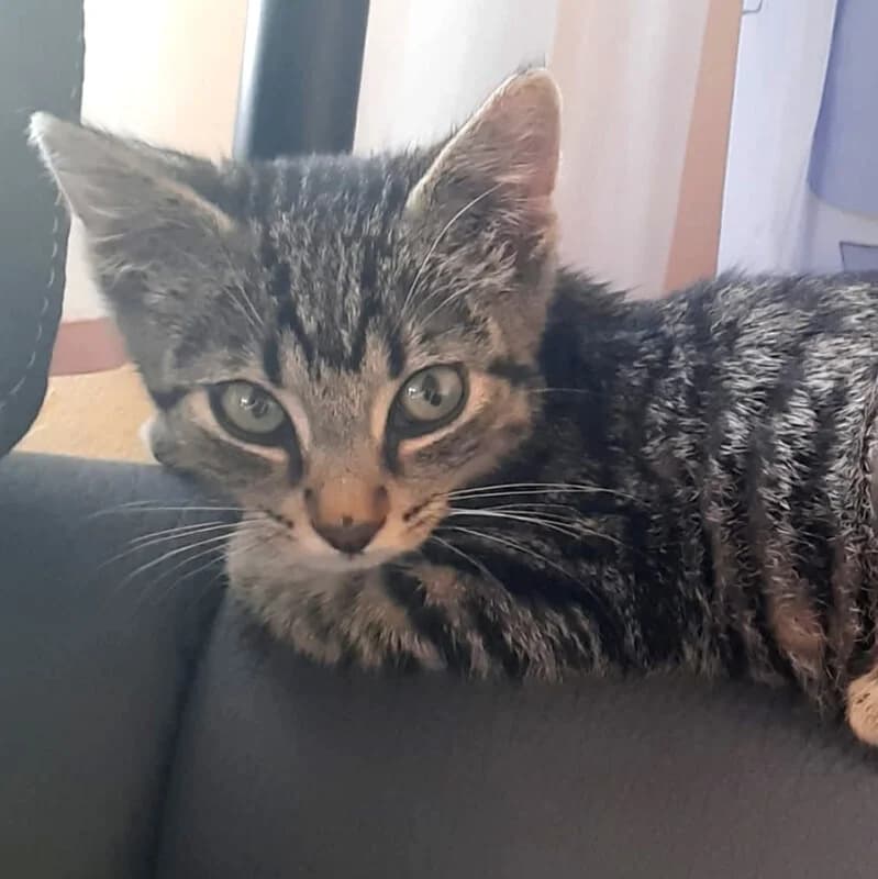 Elvis, male Mixed Breed for adoption at Tierhilfe Franken e.V., Lauf