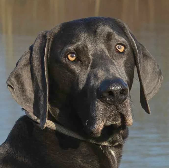Joe Fritz – Mit Video, male Mixed Breed for adoption at Tierhilfe Franken e.V., Lauf