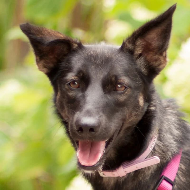 Jeanny, female Mixed Breed for adoption at Tierhilfe Franken e.V., Lauf