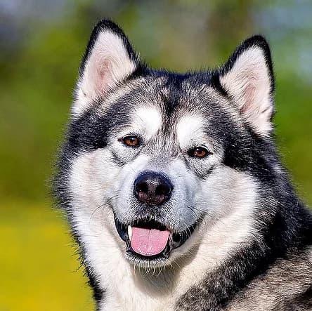 MuBalu, male Mixed Breed for adoption at Tierhilfe Franken e.V., Lauf