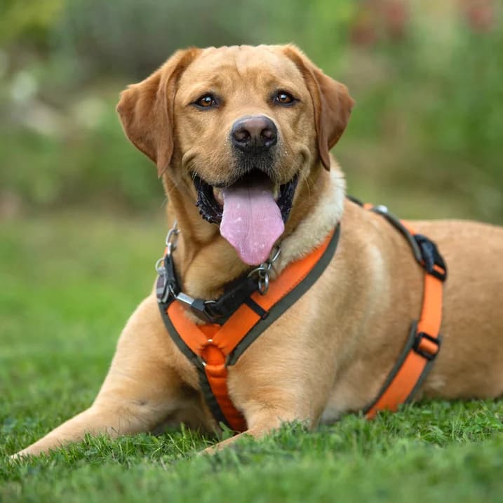 Mr. Sam mit Video, male Mixed Breed for adoption at Tierhilfe Franken e.V., Lauf