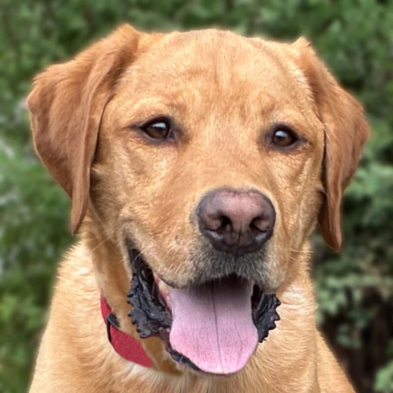 Mr. Sam mit neuem Video, male Mixed Breed for adoption at Tierhilfe Franken e.V., Lauf
