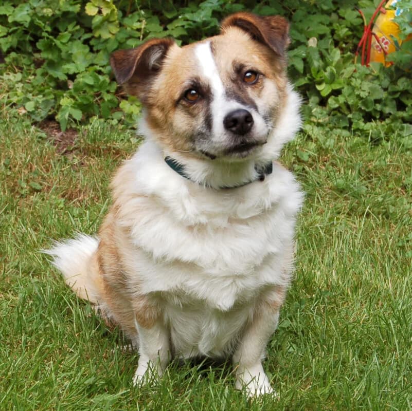 Corgie, Mixed Breed for adoption at Tierhilfe Franken e.V., Lauf