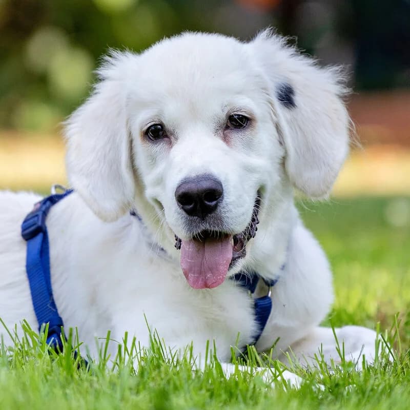White Sam –, male Mixed Breed for adoption at Tierhilfe Franken e.V., Lauf