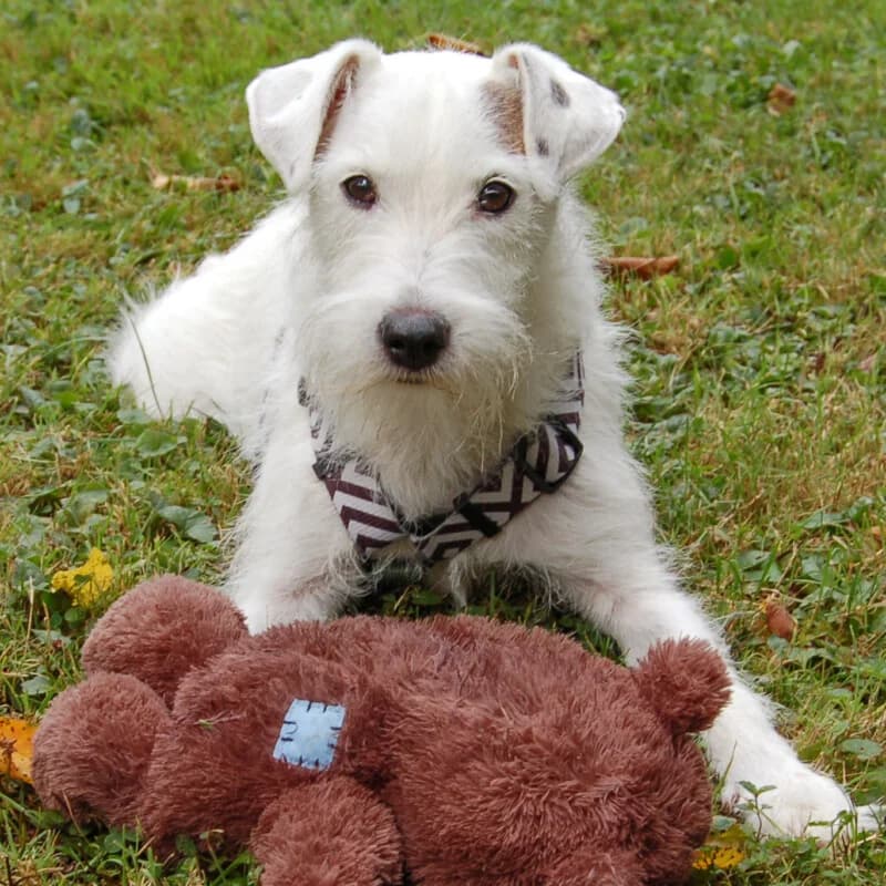 White Snoop, male Mixed Breed for adoption at Tierhilfe Franken e.V., Lauf