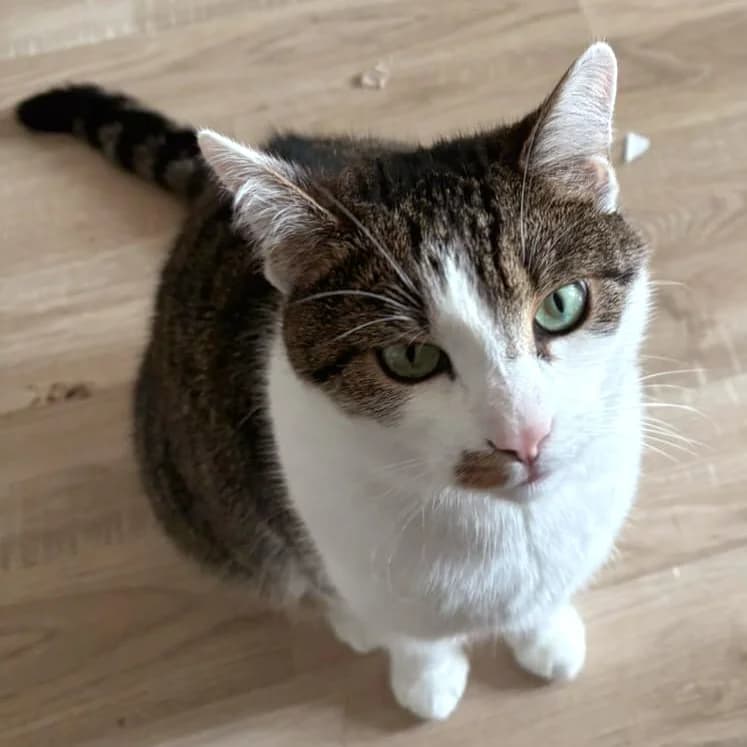 Thea, Mixed Breed for adoption at Tierhilfe Franken e.V., Lauf