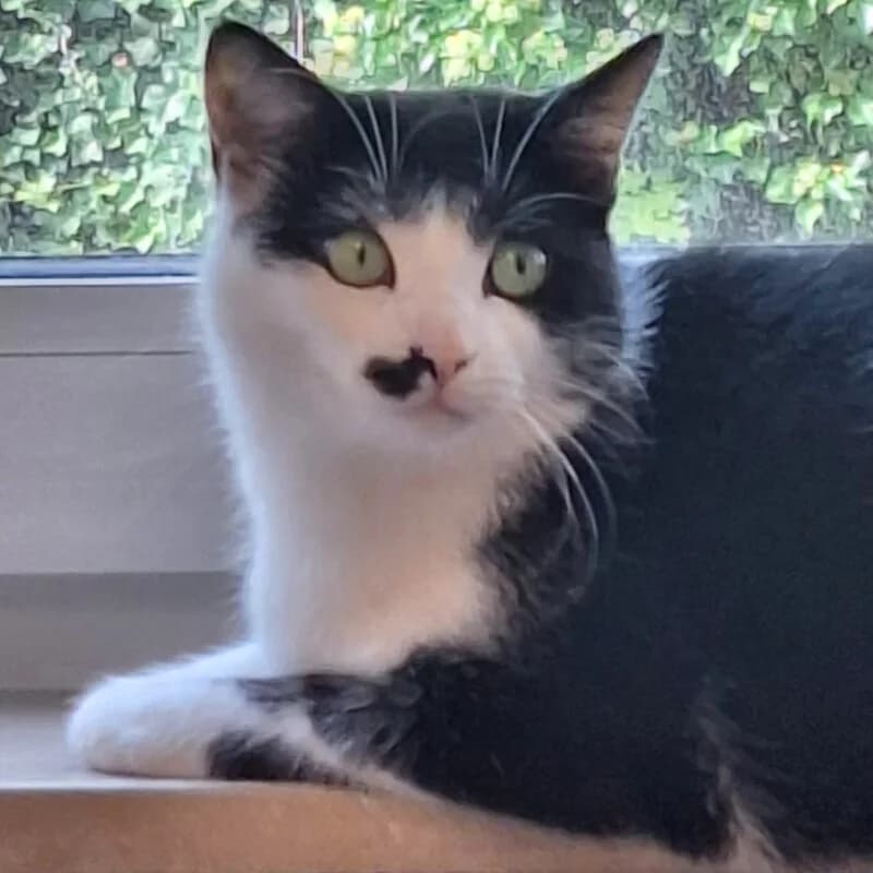 Raya, Mixed Breed for adoption at Tierhilfe Franken e.V., Lauf