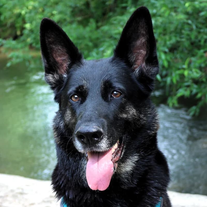 Elisa –, female Mixed Breed for adoption at Tierhilfe Franken e.V., Lauf