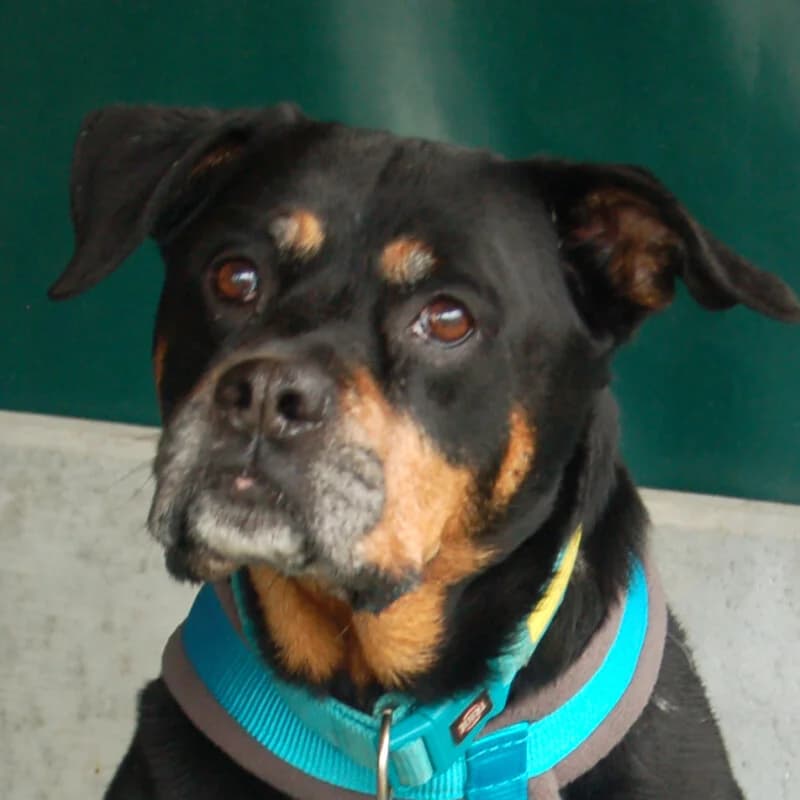 Tipsie, female Mixed Breed for adoption at Tierhilfe Franken e.V., Lauf