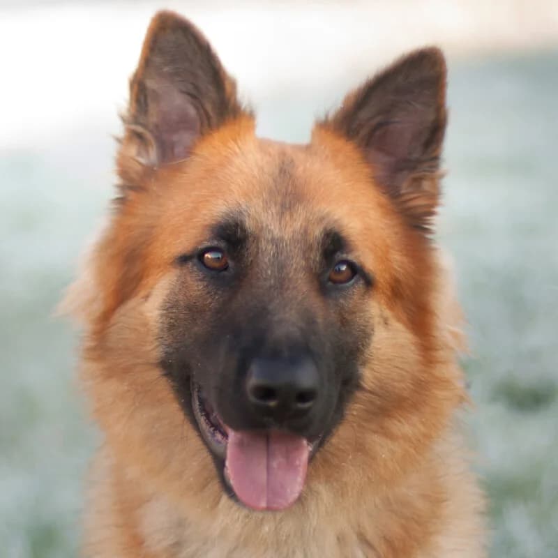 Red Buddy, Mixed Breed for adoption at Tierhilfe Franken e.V., Lauf