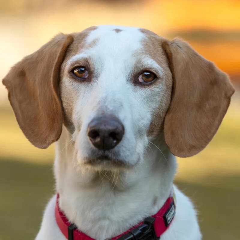 Nuovo, male Mixed Breed for adoption at Tierhilfe Franken e.V., Lauf