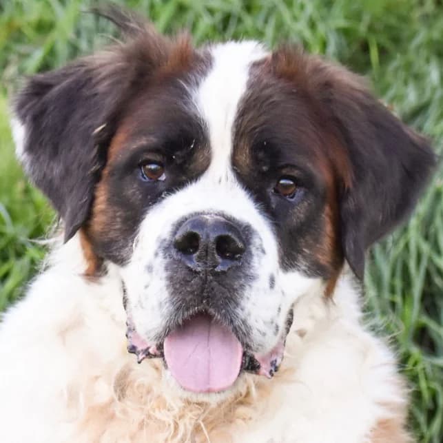 Miki, male senior Mixed Breed for adoption at Tierhilfe Franken e.V., Lauf