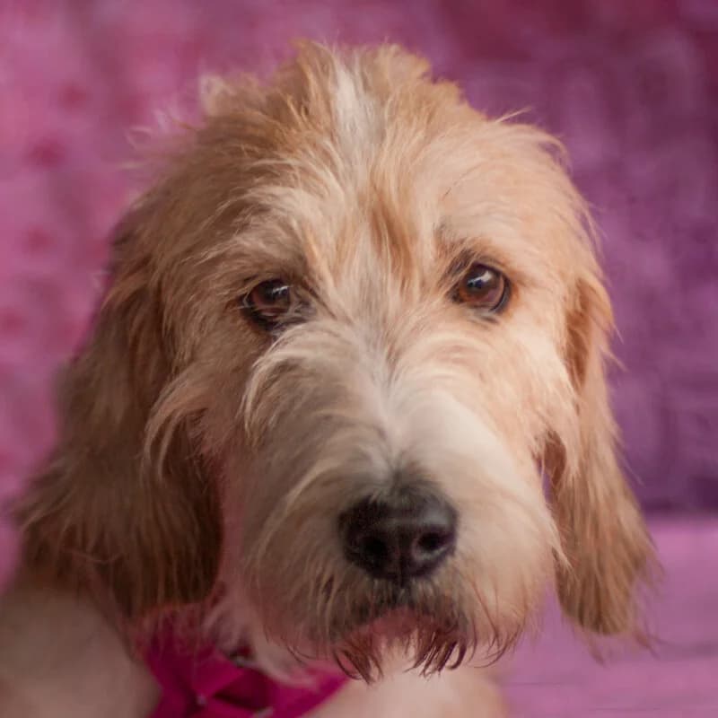 Magriet, male Mixed Breed for adoption at Tierhilfe Franken e.V., Lauf