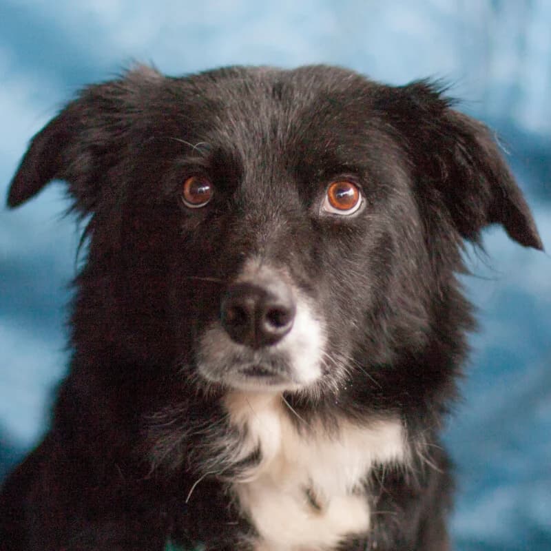 Amira, male Mixed Breed for adoption at Tierhilfe Franken e.V., Lauf