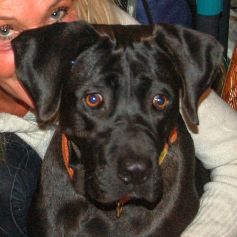 Kongo, male puppy Mixed Breed for adoption at Tierhilfe Franken e.V., Lauf