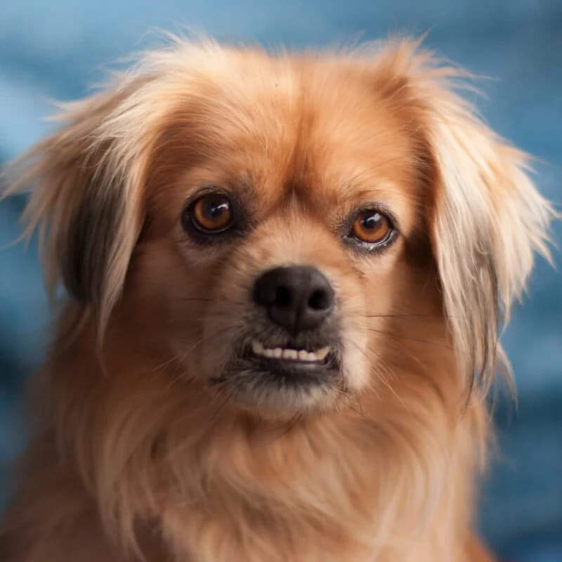 Fieto, male Mixed Breed for adoption at Tierhilfe Franken e.V., Lauf