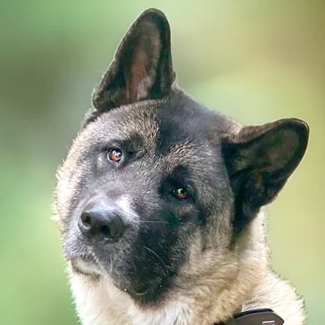 Kendo, male Mixed Breed for adoption at Tierhilfe Franken e.V., Lauf