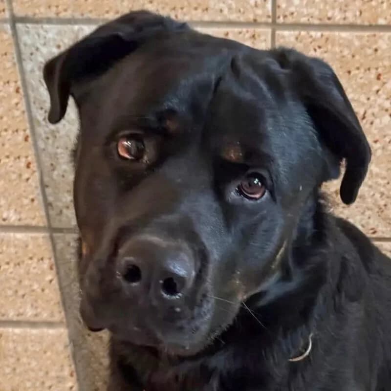 Rotti Balu, Mixed Breed for adoption at Tierhilfe Franken e.V., Lauf
