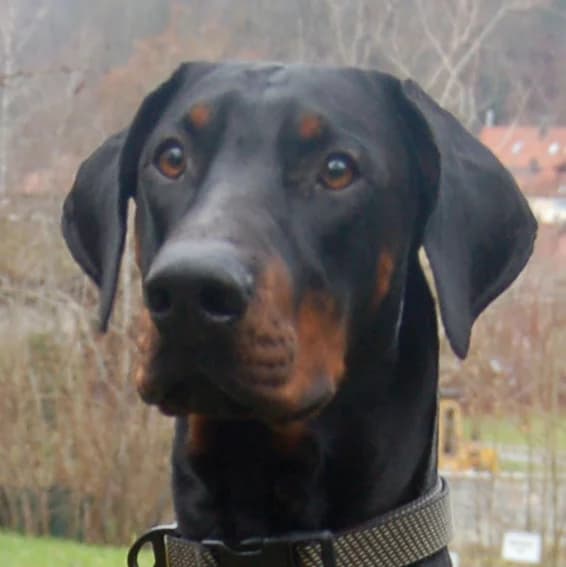 Starsky, male Mixed Breed for adoption at Tierhilfe Franken e.V., Lauf