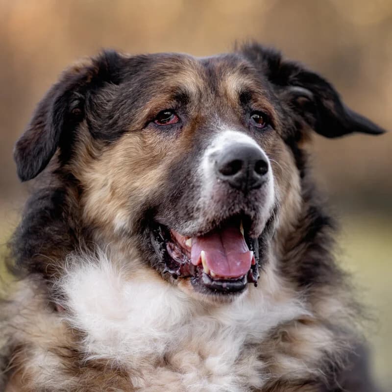 Woffy, male Mixed Breed for adoption at Tierhilfe Franken e.V., Lauf