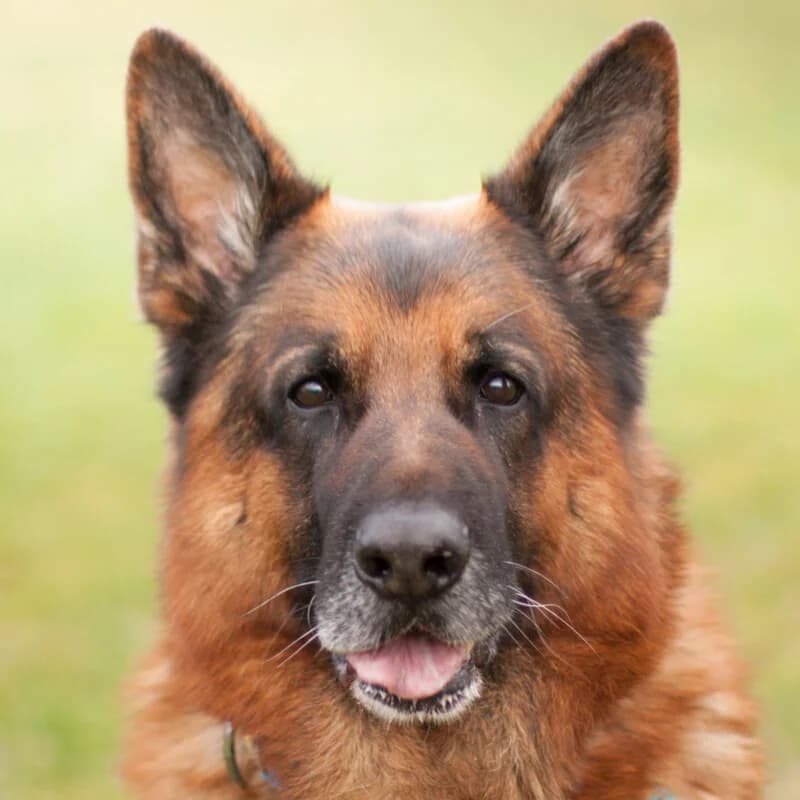 Gusti, male senior Mixed Breed for adoption at Tierhilfe Franken e.V., Lauf
