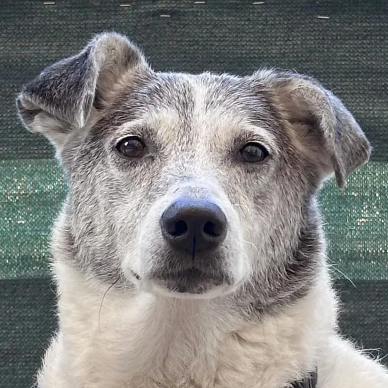 Layda, female Mixed Breed for adoption at Tierhilfe Franken e.V., Lauf
