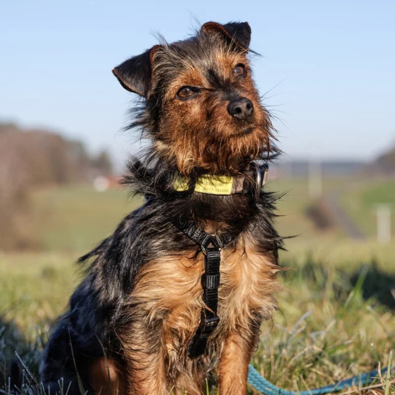 Kalinka, female Mixed Breed for adoption at Tierhilfe Franken e.V., Lauf