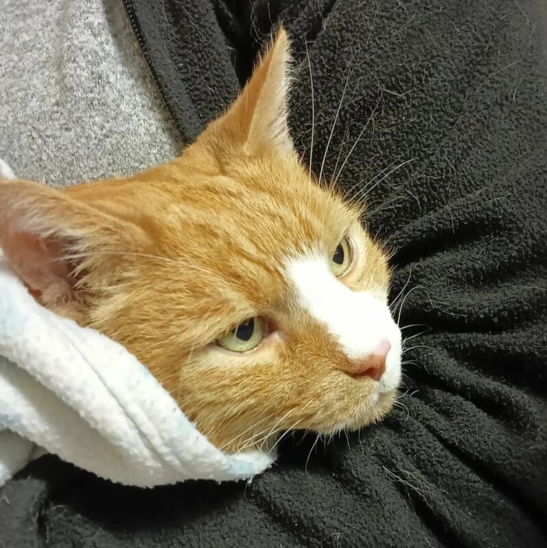 Patenkatze * Jonny, male senior Mixed Breed for adoption at Tierhilfe Franken e.V., Lauf