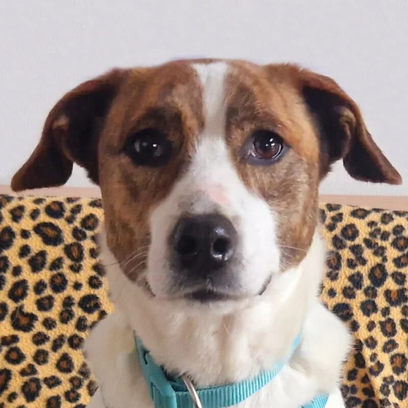 Clärchen, female Mixed Breed for adoption at Tierhilfe Franken e.V., Lauf