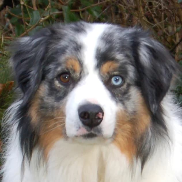Rufo, male Mixed Breed for adoption at Tierhilfe Franken e.V., Lauf