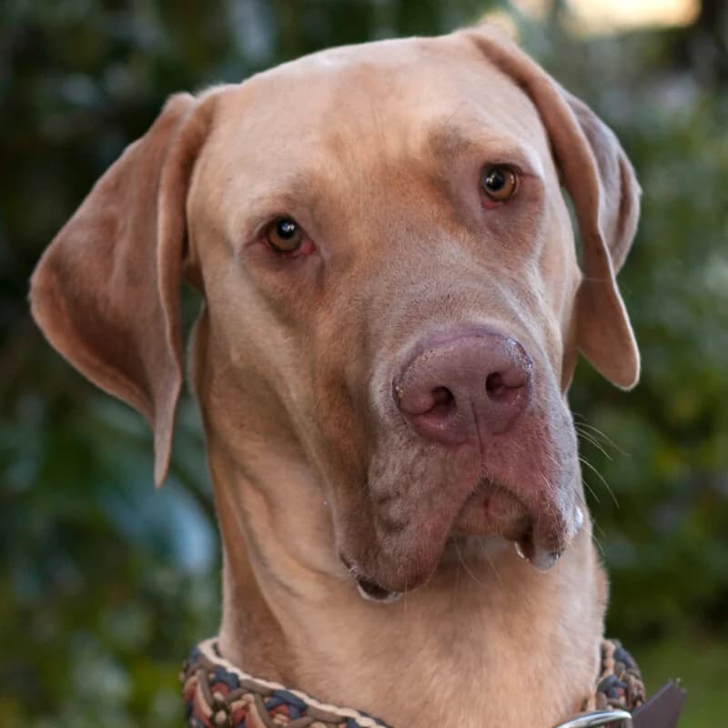 Herbert – bleibt beim Besitzer, female Mixed Breed for adoption at Tierhilfe Franken e.V., Lauf