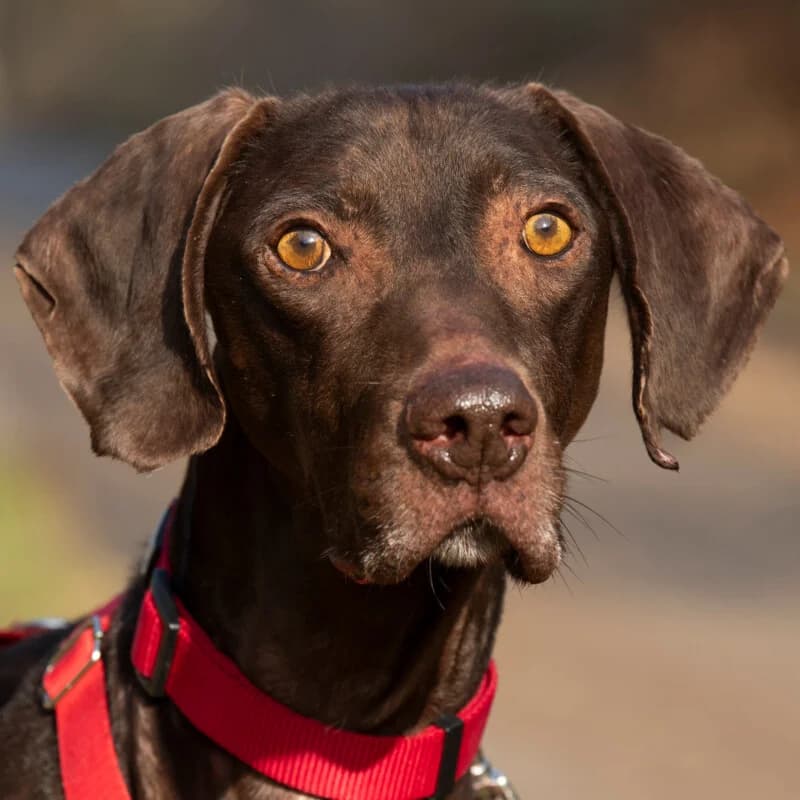 Choco, male Mixed Breed for adoption at Tierhilfe Franken e.V., Lauf