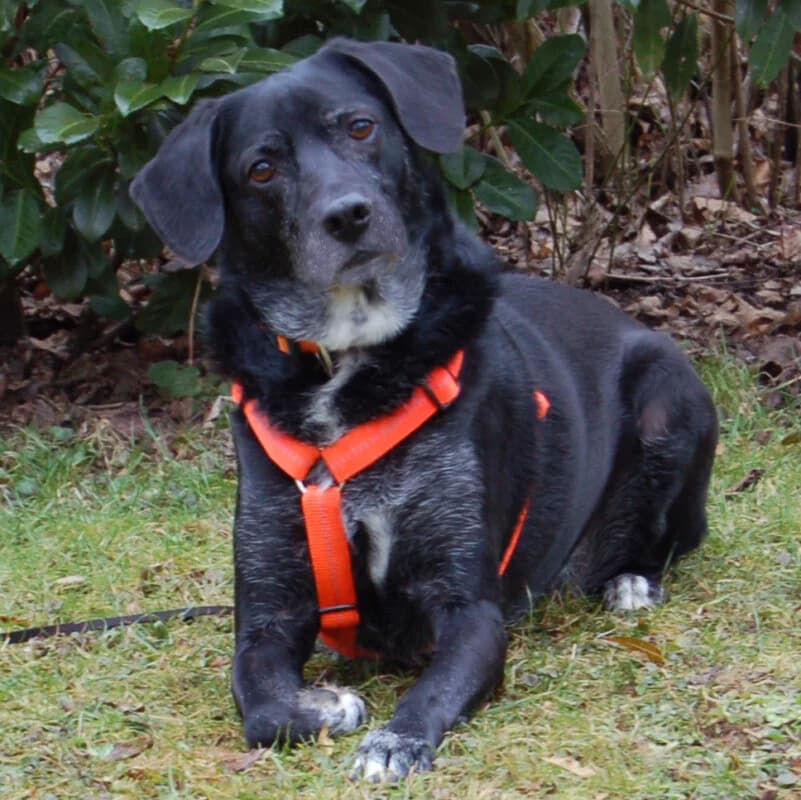 Graciella – Mit Video, male Mixed Breed for adoption at Tierhilfe Franken e.V., Lauf