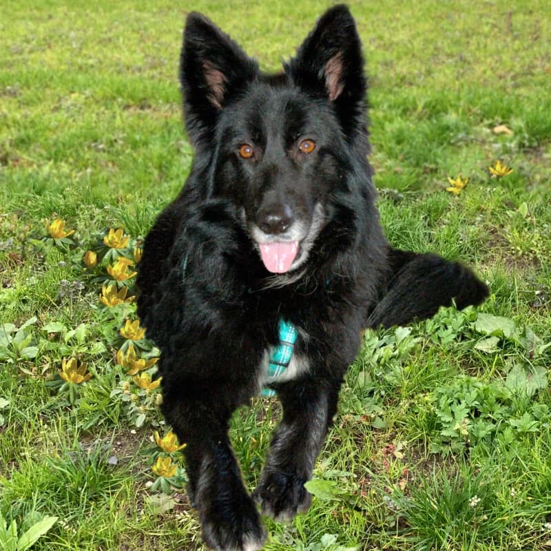 Launa, female Mixed Breed for adoption at Tierhilfe Franken e.V., Lauf