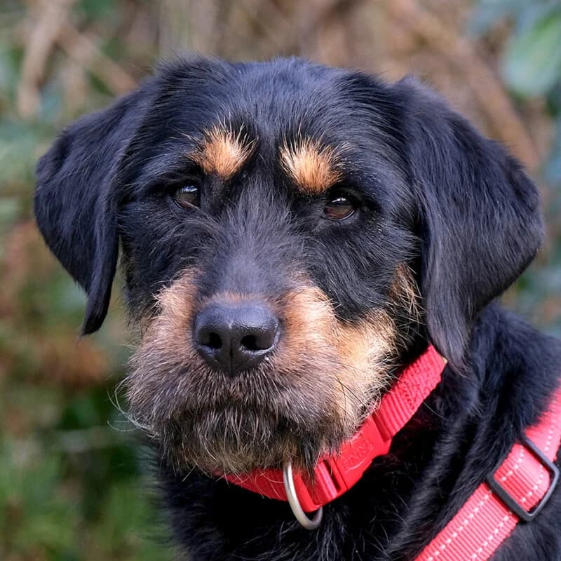 Verona, female Mixed Breed for adoption at Tierhilfe Franken e.V., Lauf
