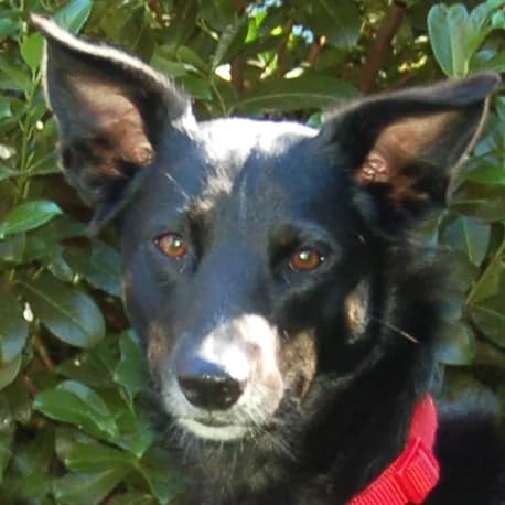 Roxalie – Mit Video, female Mixed Breed for adoption at Tierhilfe Franken e.V., Lauf