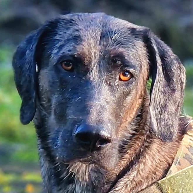 Kenai, male Mixed Breed for adoption at Tierhilfe Franken e.V., Lauf