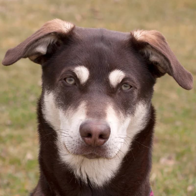 Bluna, female puppy Mixed Breed for adoption at Tierhilfe Franken e.V., Lauf