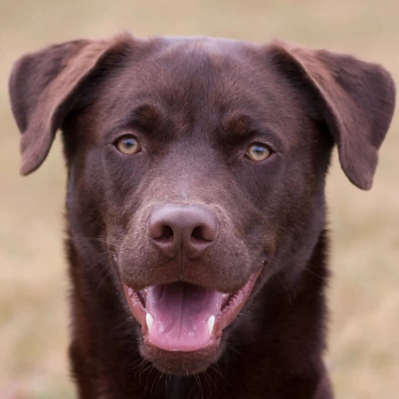 Bruno, male puppy Mixed Breed for adoption at Tierhilfe Franken e.V., Lauf