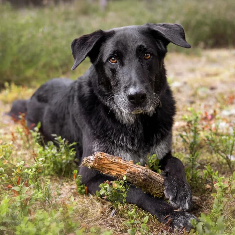 Bubi Balou, weiß male senior Mixed Breed for adoption at Tierhilfe Franken e.V., Lauf
