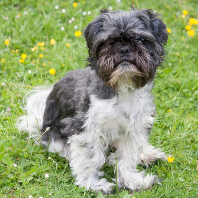 Sir Bobby, puppy Mixed Breed for adoption at Tierhilfe Franken e.V., Lauf