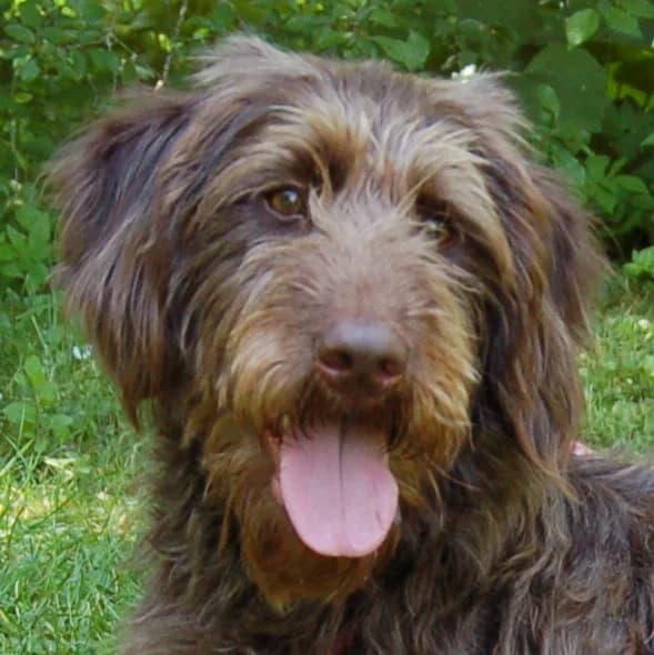Ilse, female Mixed Breed for adoption at Tierhilfe Franken e.V., Lauf