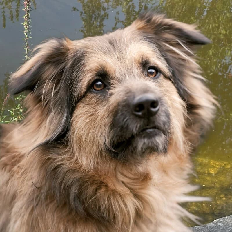 Sly – mit Videos, male Mixed Breed for adoption at Tierhilfe Franken e.V., Lauf