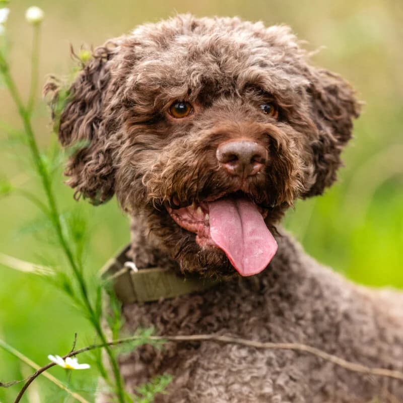 La-Cody, Mixed Breed for adoption at Tierhilfe Franken e.V., Lauf