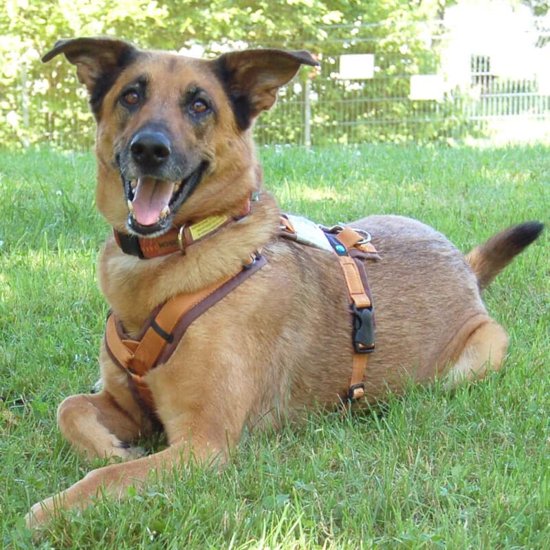 Amy-Ma, female puppy Mixed Breed for adoption at Tierhilfe Franken e.V., Lauf