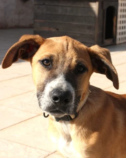 Bud (SWe), male young Mixed Breed for adoption at Tierhilfe Fuerteventura, Dransfeld