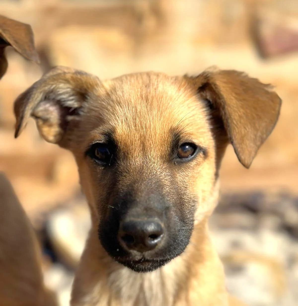 Rio (SWe), male young Mixed Breed for adoption at Tierhilfe Fuerteventura, Dransfeld